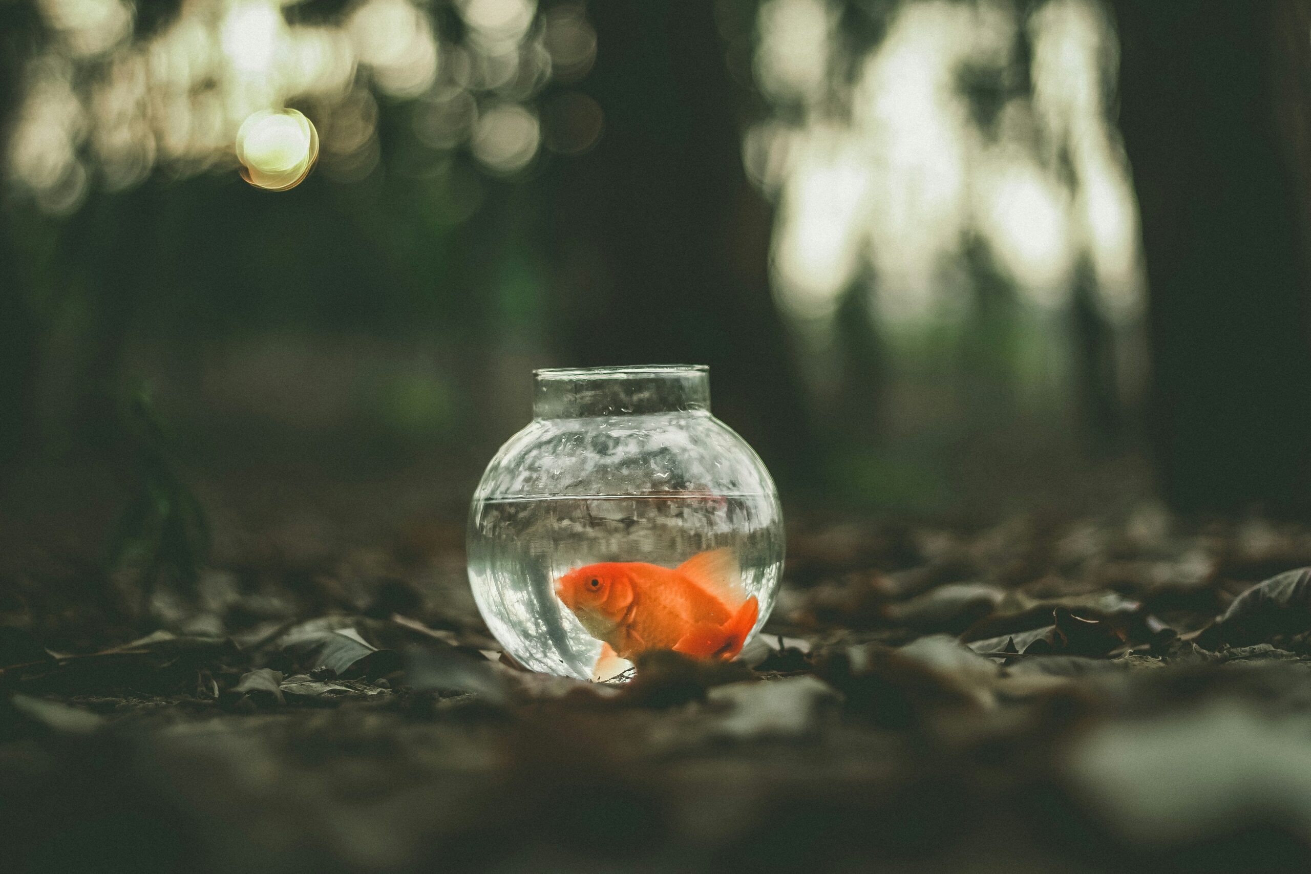 A bowl with a goldfish in the middle of a dark forest floor