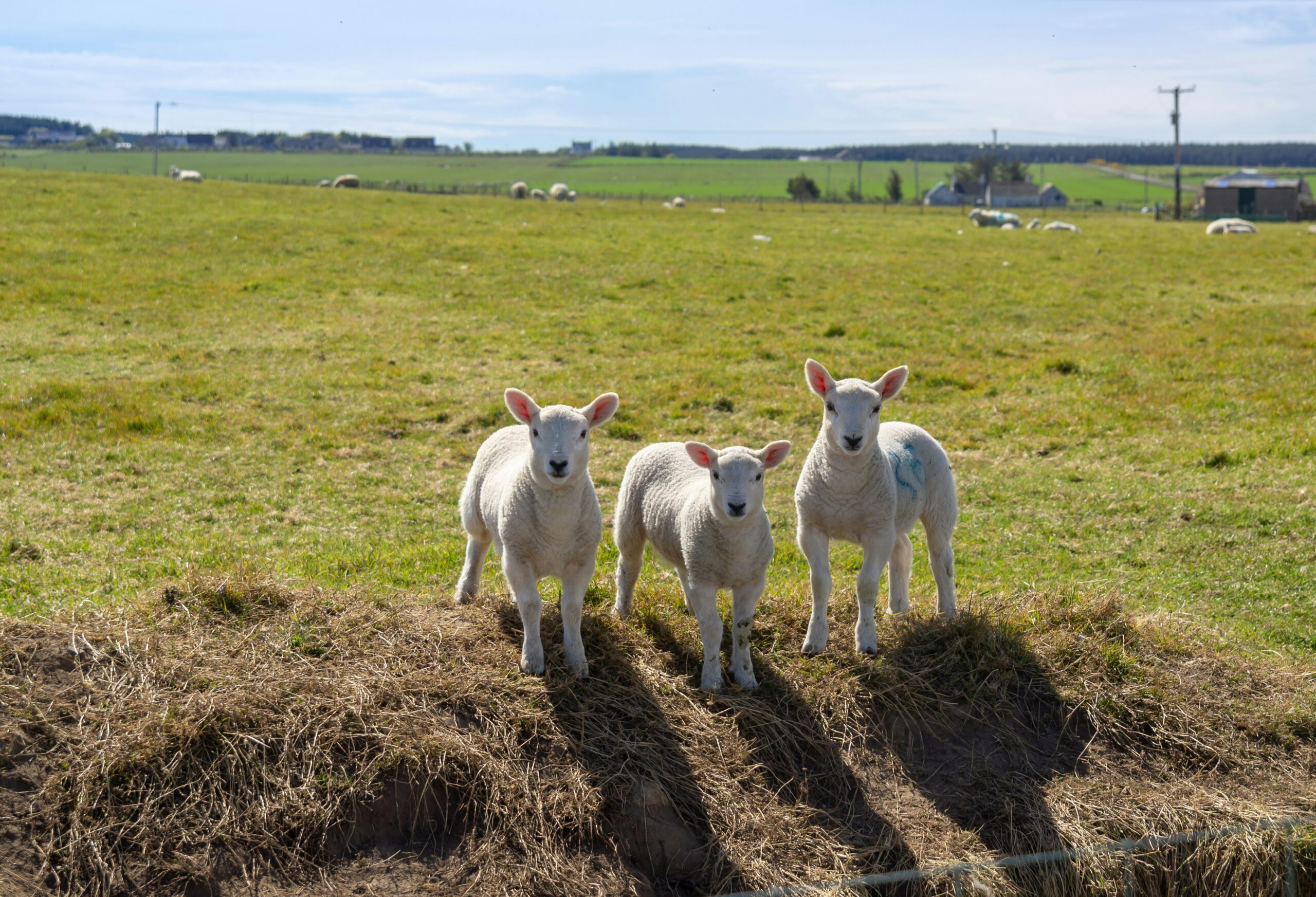 3 young sheep standing at the edge of a big green field